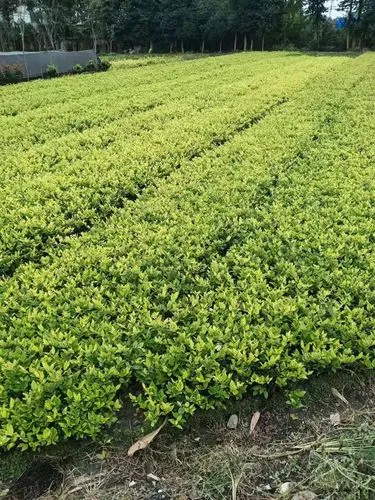 網(wǎng)球拍入門知識點(diǎn)歸納圖